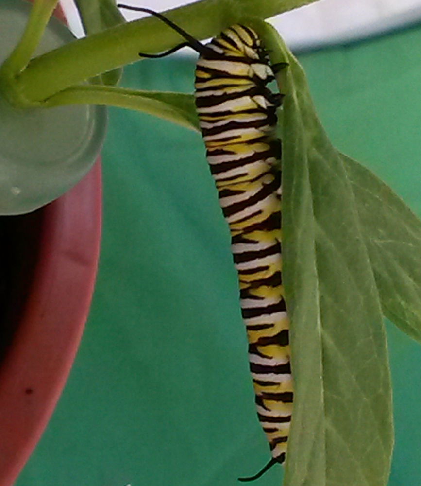 Photo of fifth instar caterpillar eating voraciously, preparing for a final molt and the chrysalis stage.