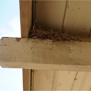 Photo of the House finch nest