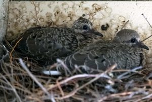Photo of Mourning Dove fledglings on a ledge under roof eaves