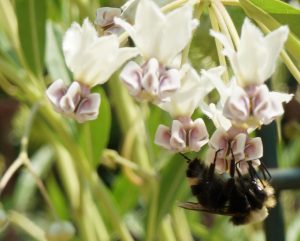 Photo of a Yellow-faced Bumble Bee visiting flowers on a a Balloon Plant aka "Family Jewels Tree" milkweed.