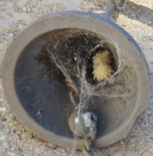 Photo of brown widow spider (Latrodectus geometricus) egg sacs
