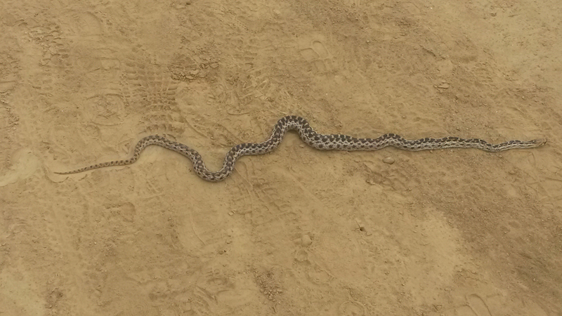 Photo of a Pacific Gopher Snake absorbs heat from the sun on a fire road.