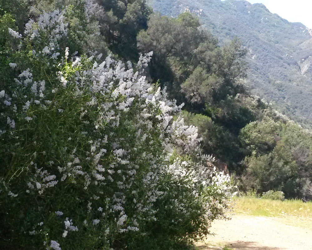 Photo of Ceanothus on the Mesa Peak Trail in the Santa Monica Mountains (March 2017)