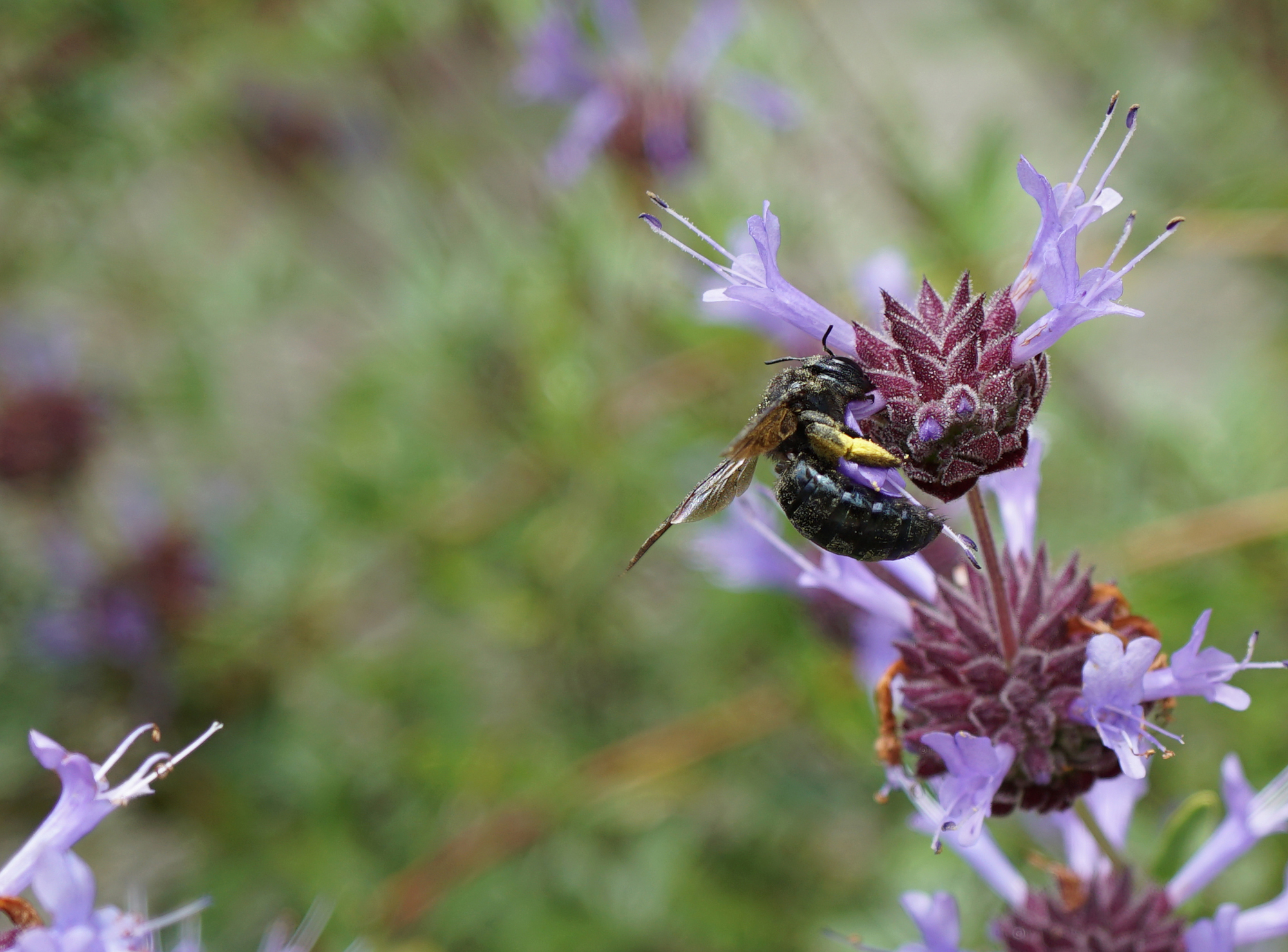 Photo of a Carpenter Bee (Xylocopa californica)