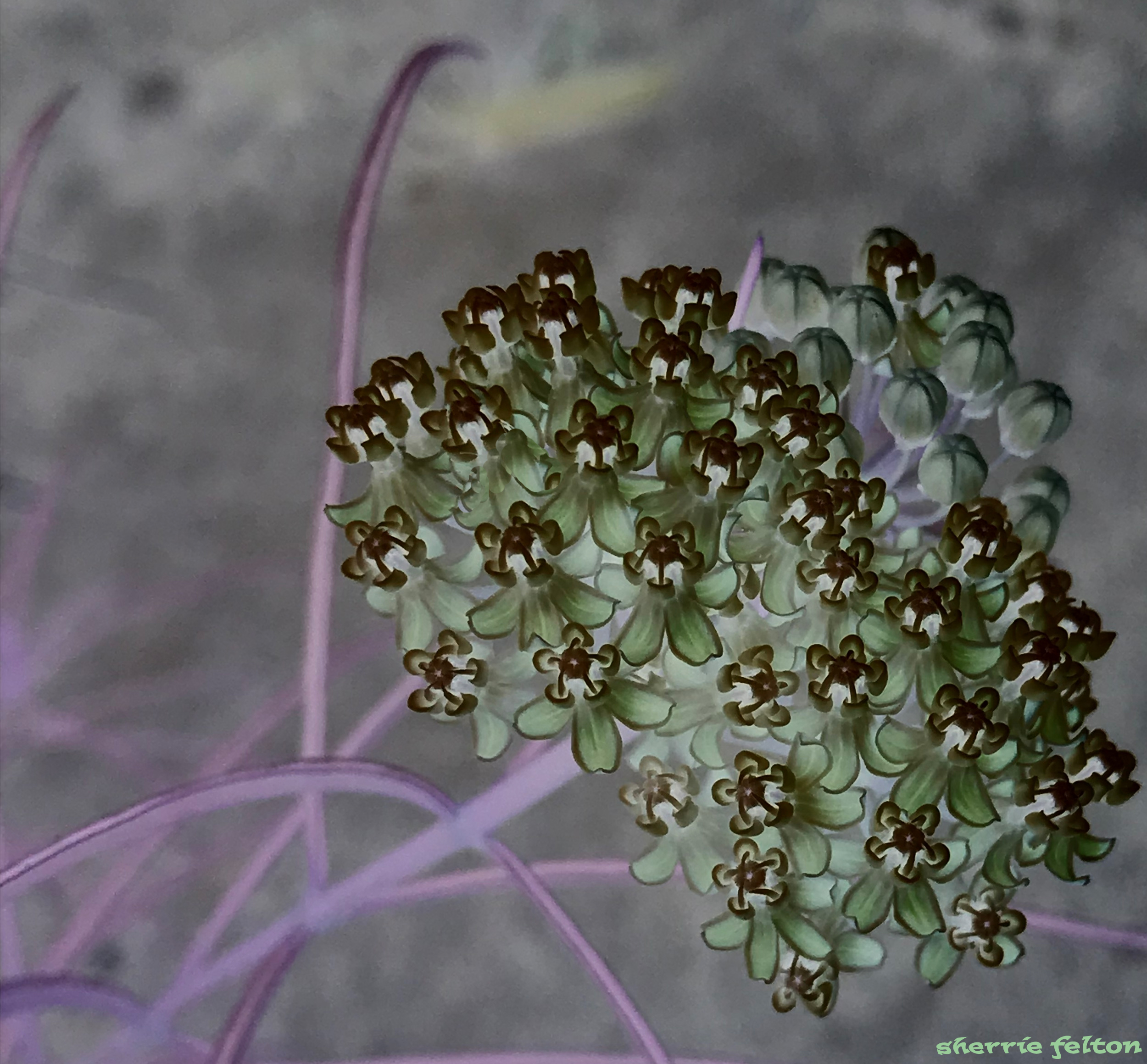 Photo of cluster of narrow leaf milkweed blossoms in soft, light green and dark rust, with leaves of purple-tinged pink.