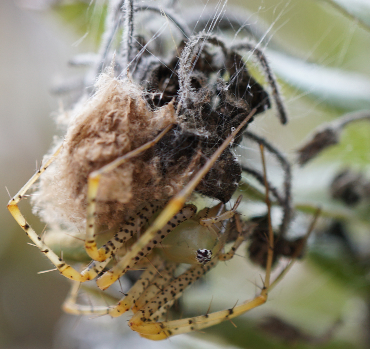 Photo of the egg sac is covered with silk and anchored on the plant where it is best protected from the elements.