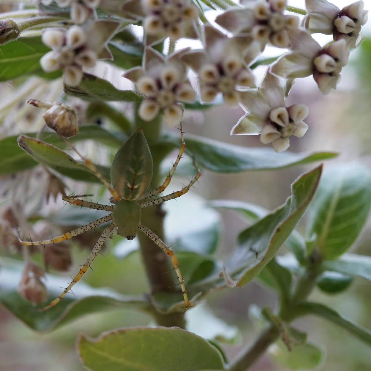 Photo of a Green Lynx Spider on a milkweed plant that shares her coloration