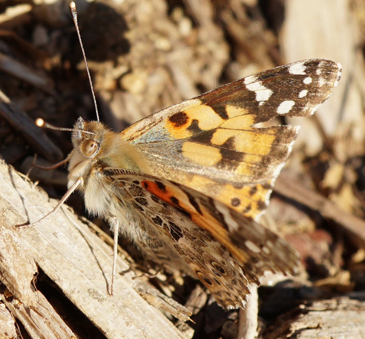 Photo of a Painted Lady whose wings are showing signs of wear