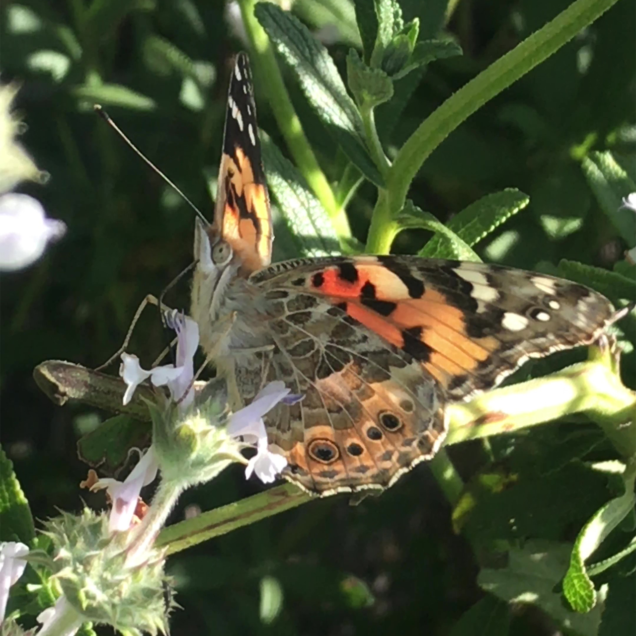 Photo of a Painted Lady (Vanessa cardui) feeds on Black Sage (Salvia mellifera) flowers in Sapwi Trails Community Park in Thousand Oaks, California.