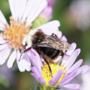 Photo of a male Yellow-faced Bumble Bee at rest on a aster flower