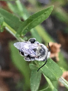 Photo of an Urbane Digger bee sleeping on the leaf of an aster