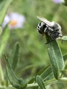Side view photo of an Urbane Digger bee asleep on an aster