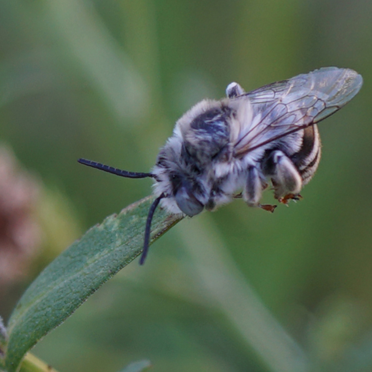 Photo of an Urbane Digger Bee (male) asleep on a leaf tip