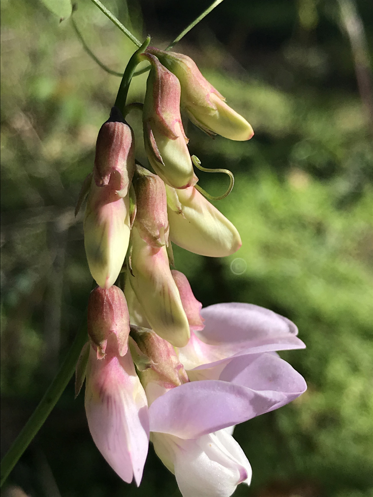 Photo of Pacific Pea, red-hued flowers on the Backbone trail in the Santa Monica Mountains (January 2020)
