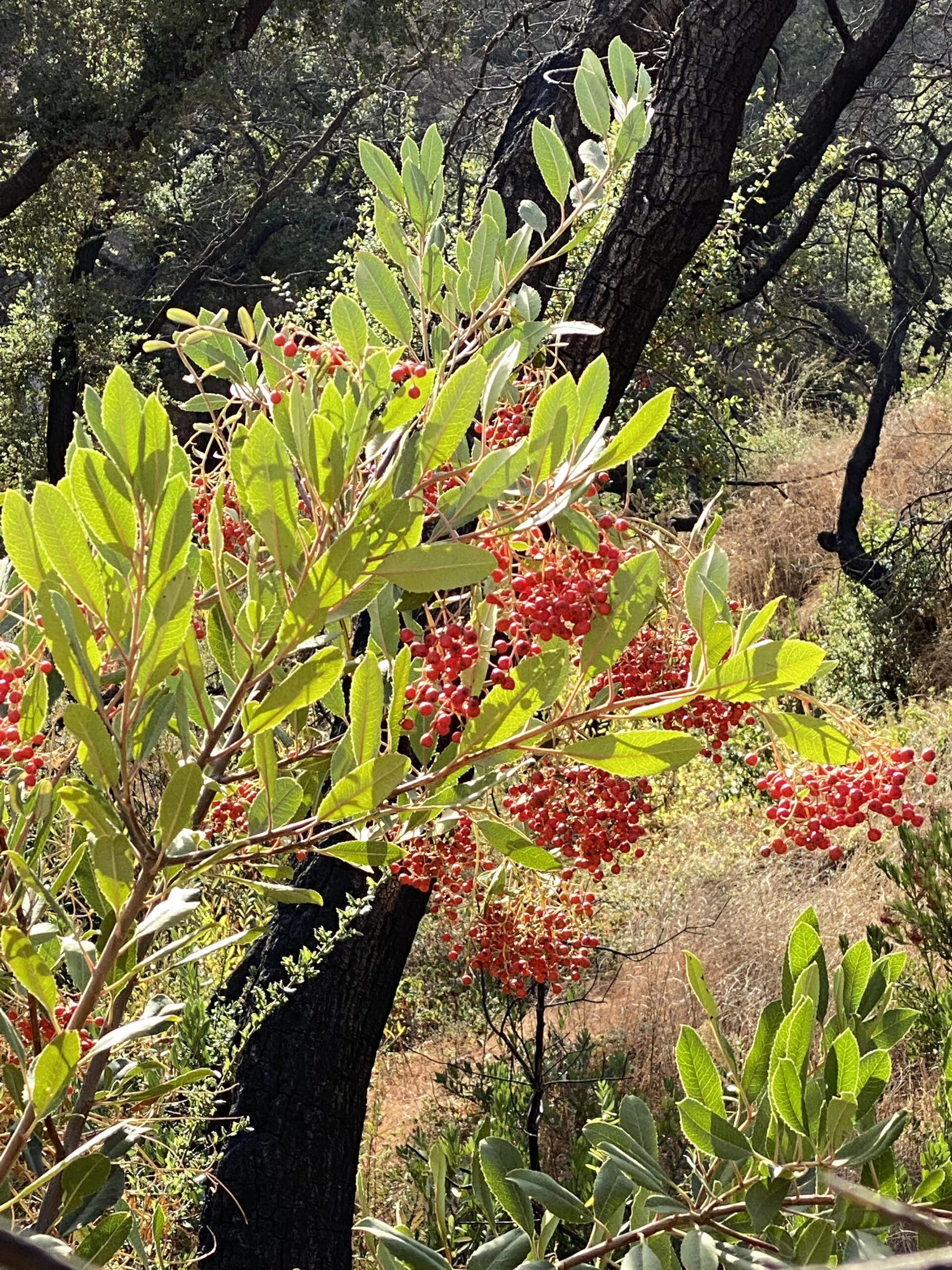 Photo of a fruiting Toyon on the Long Ridge Trail with Coast Live Oak trees, blackened but some recovering (December, 2020).