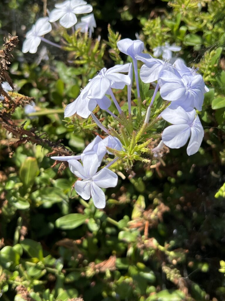 Photo of Blue Plumbago blossoms