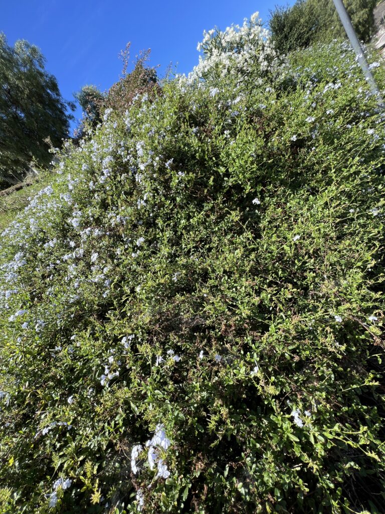 A photo of a Blue Plumbago shrub