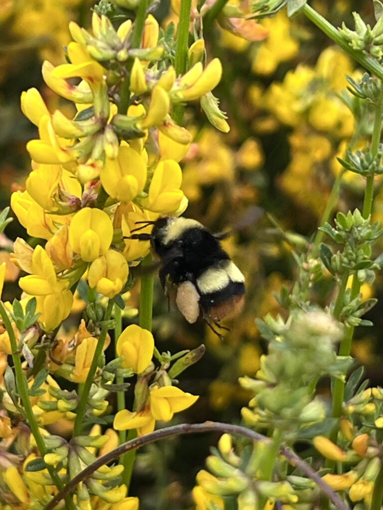 Photo of Crotch's Bumble Bee, Charmlee Wilderness Park, May 16, 2023