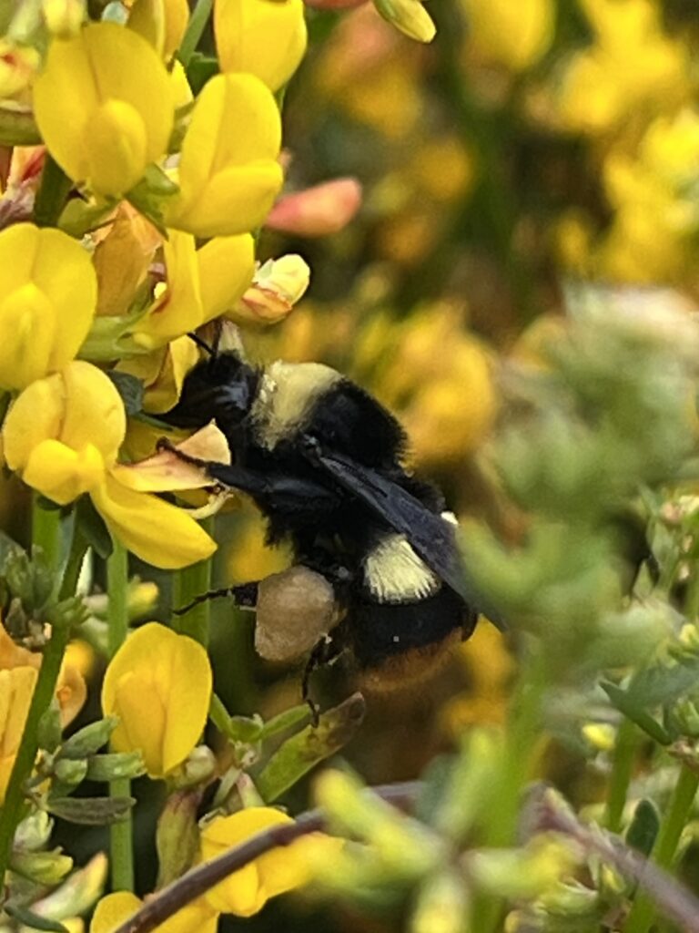 Photo of Crotch's Bumble Bee, female collecting pollen/nectar on Deerweed
