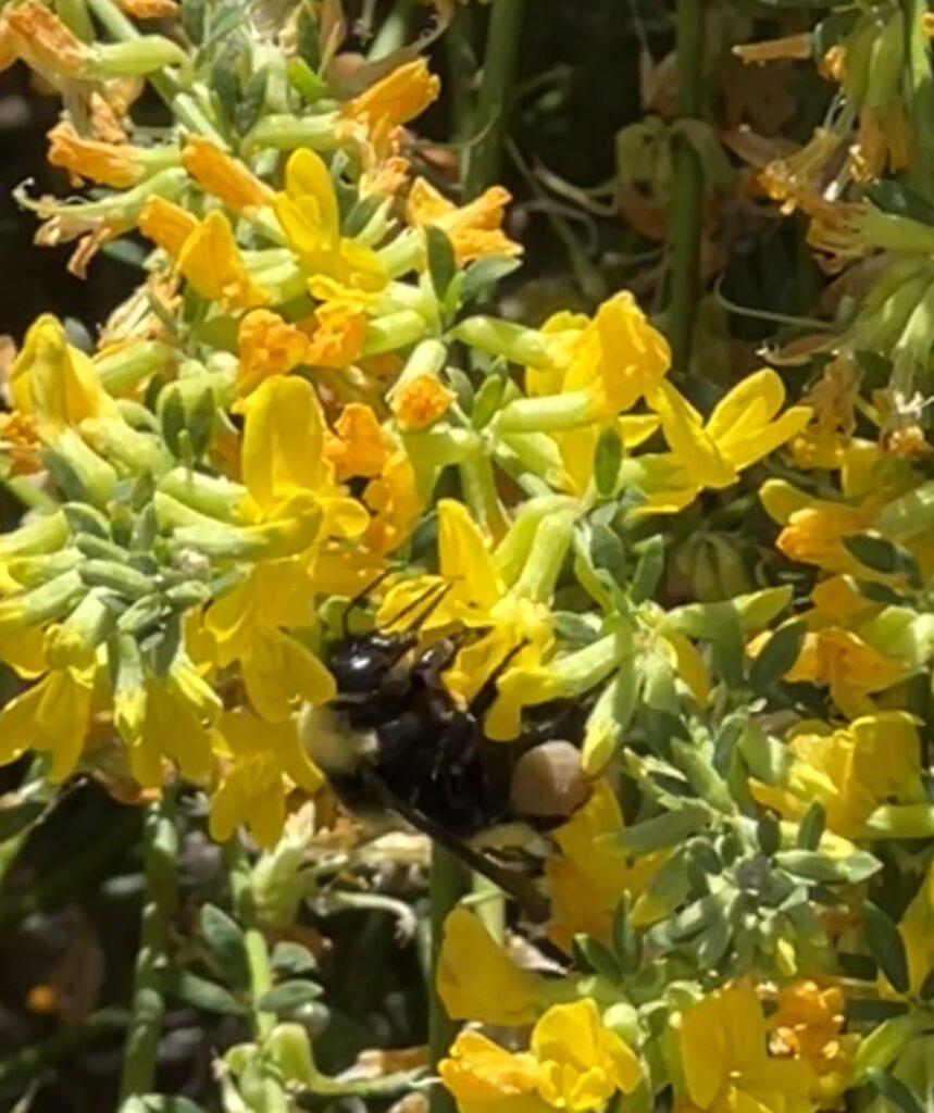 Photo of Crotch's Bumble Bee, Female. Long Canyon Trail, Conejo Open Space, July 8, 2023.