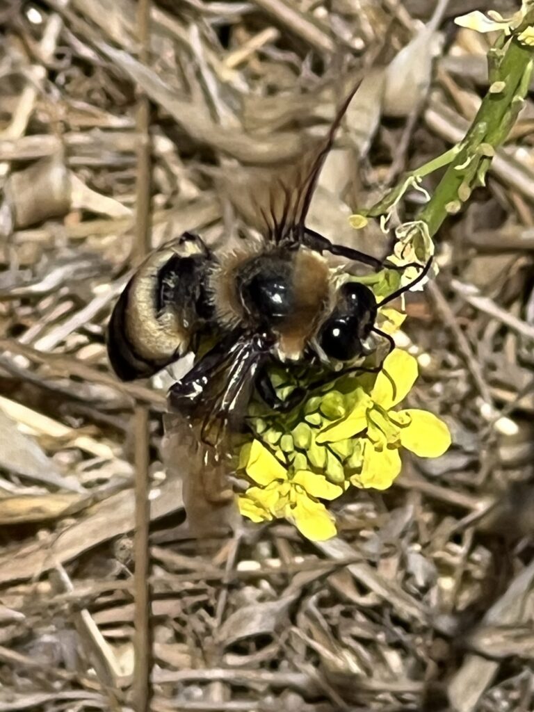 Photo of Crotch's Bumble Bee, Male. Sunrise Trail, Conejo Open Space, July 8, 2023.