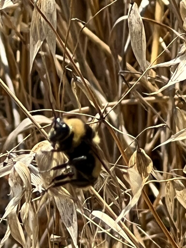 Photo of Crotch's Bumble Bee, Male. Sunrise Trail, Conejo Open Space, July 8, 2023.